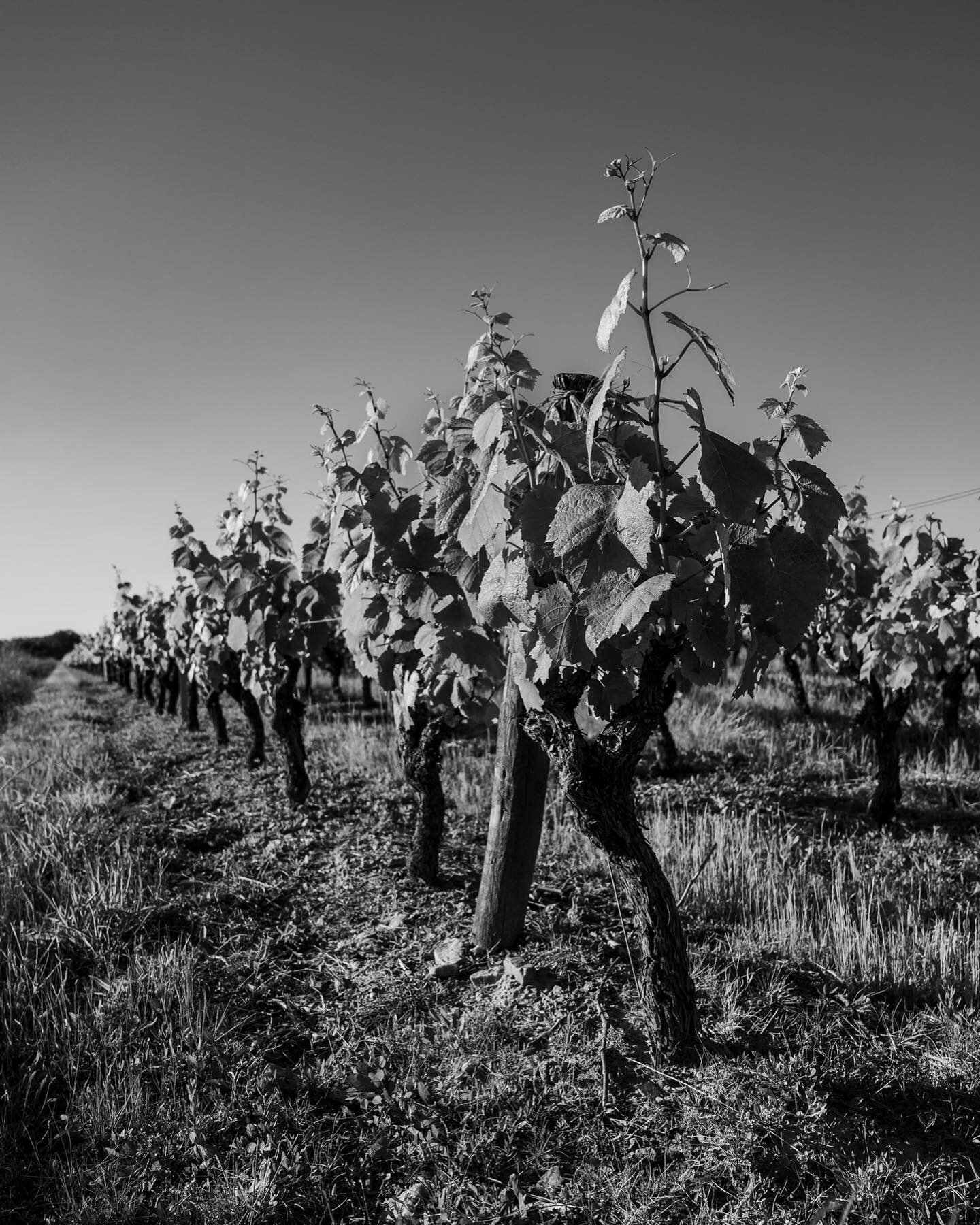 Petite ballade photo chez nos vignerons, de la Touraine aux Fiefs Vend&eacute;ens, en attendant le retour d&rsquo;un temps plus estival et de voir grossir les grappes de raisin
.
#photography #bnw #wine #winelover #wineaddict #gigault #noiretblanc #p