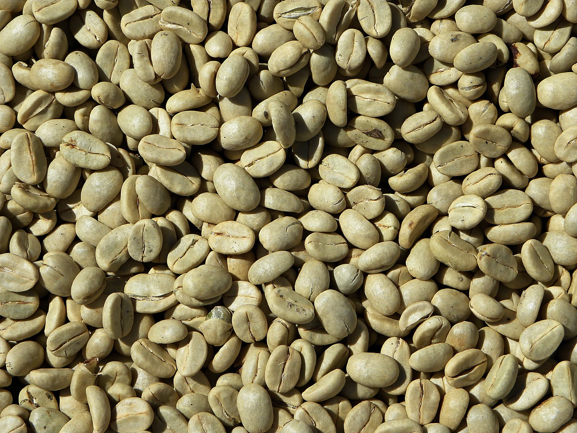 Will green coffee beans help with weight loss?