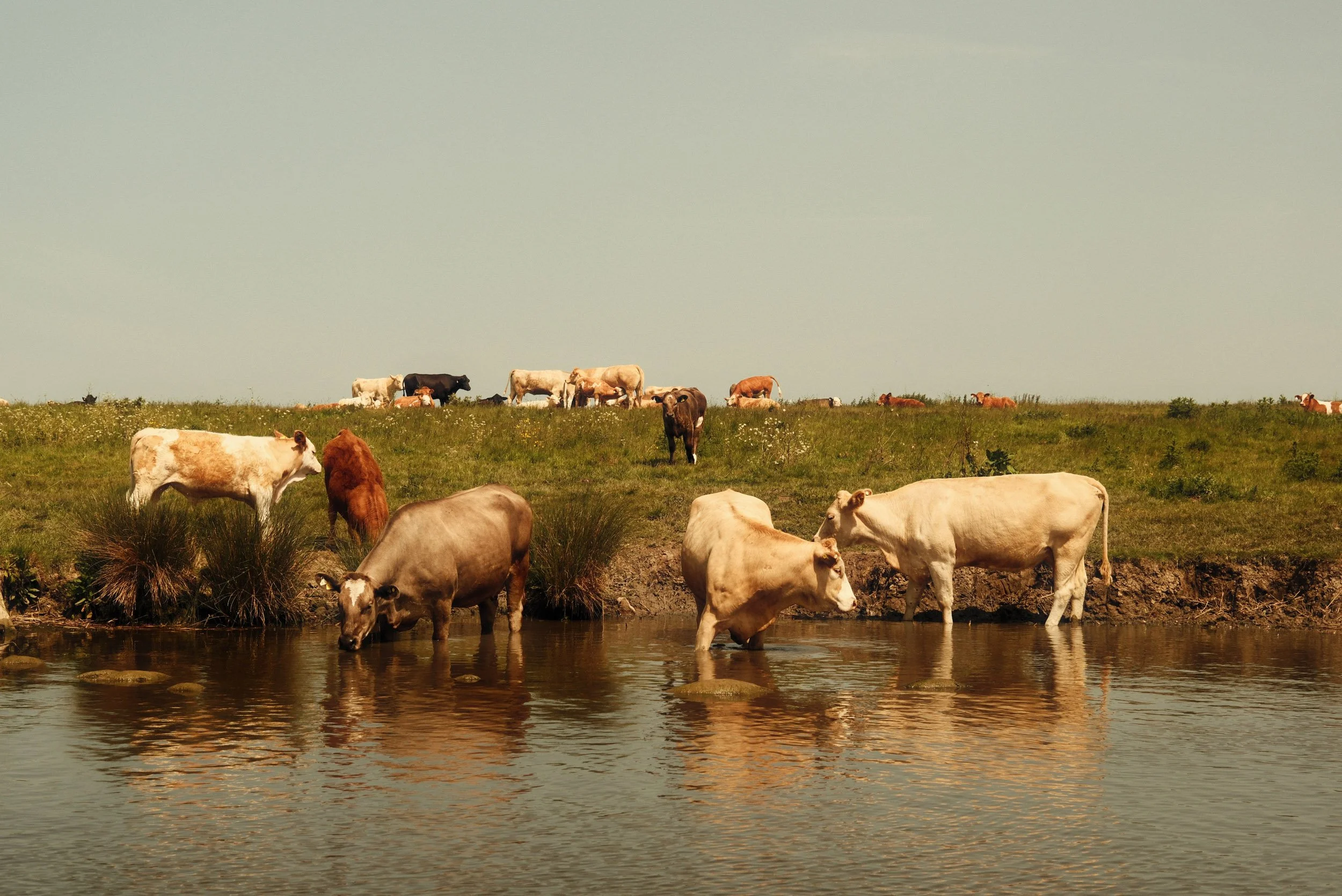Mispronounced_Norfolk-3977.jpg