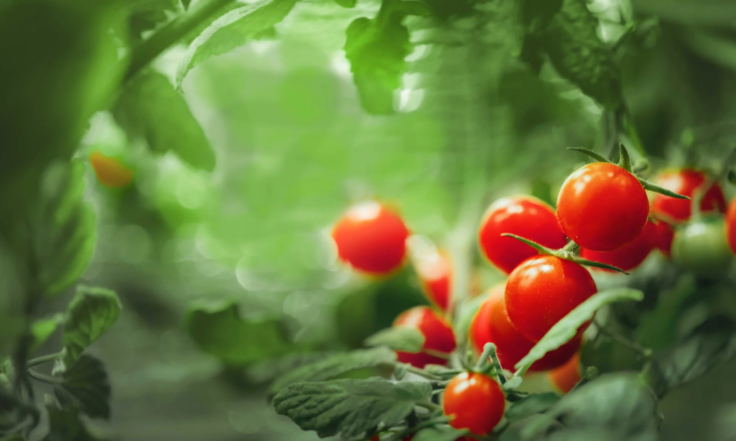 shutterstock_600808181---5_editM.jpg