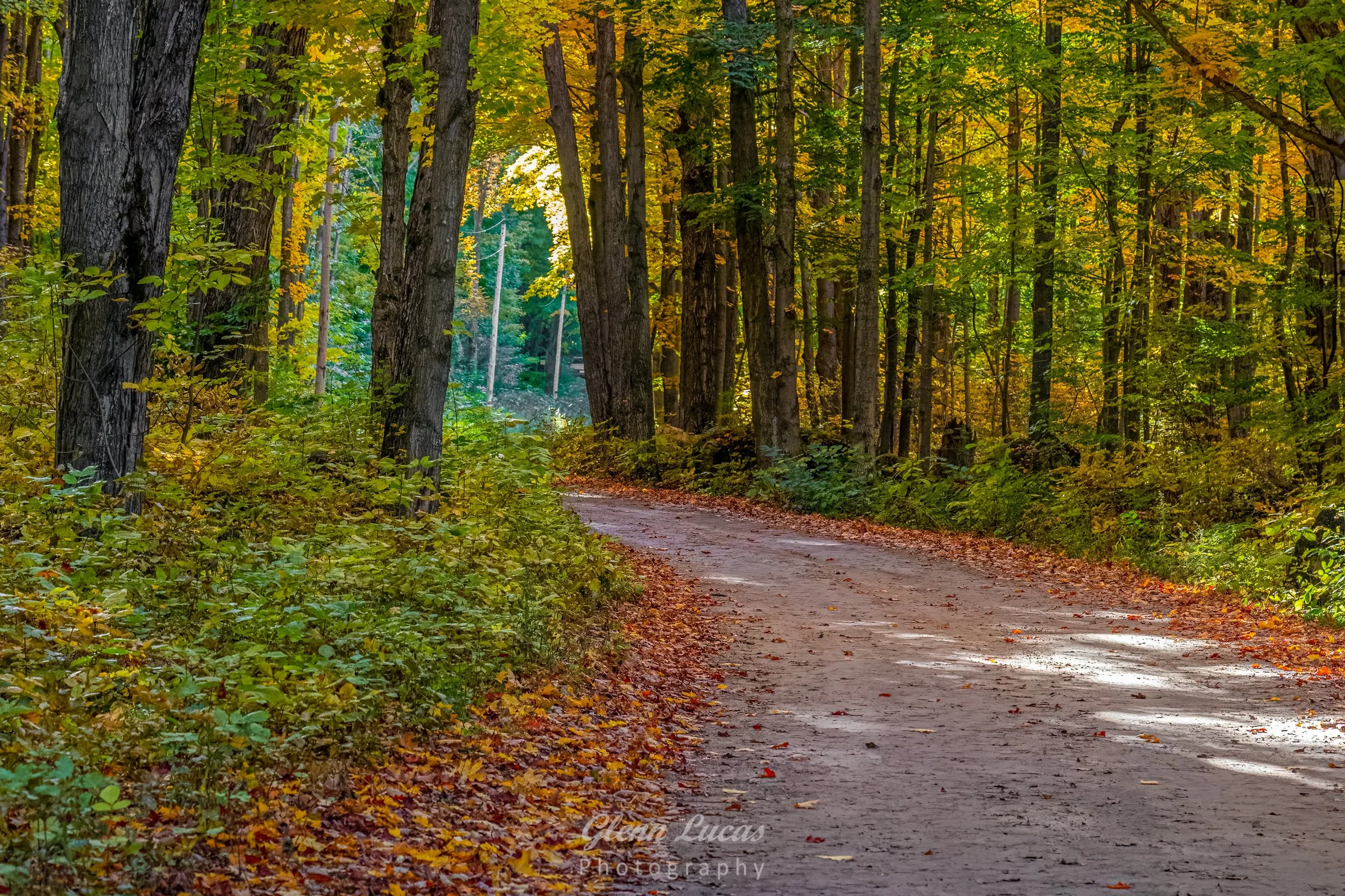 Lane Through the Forest on the Niagara Escarpment