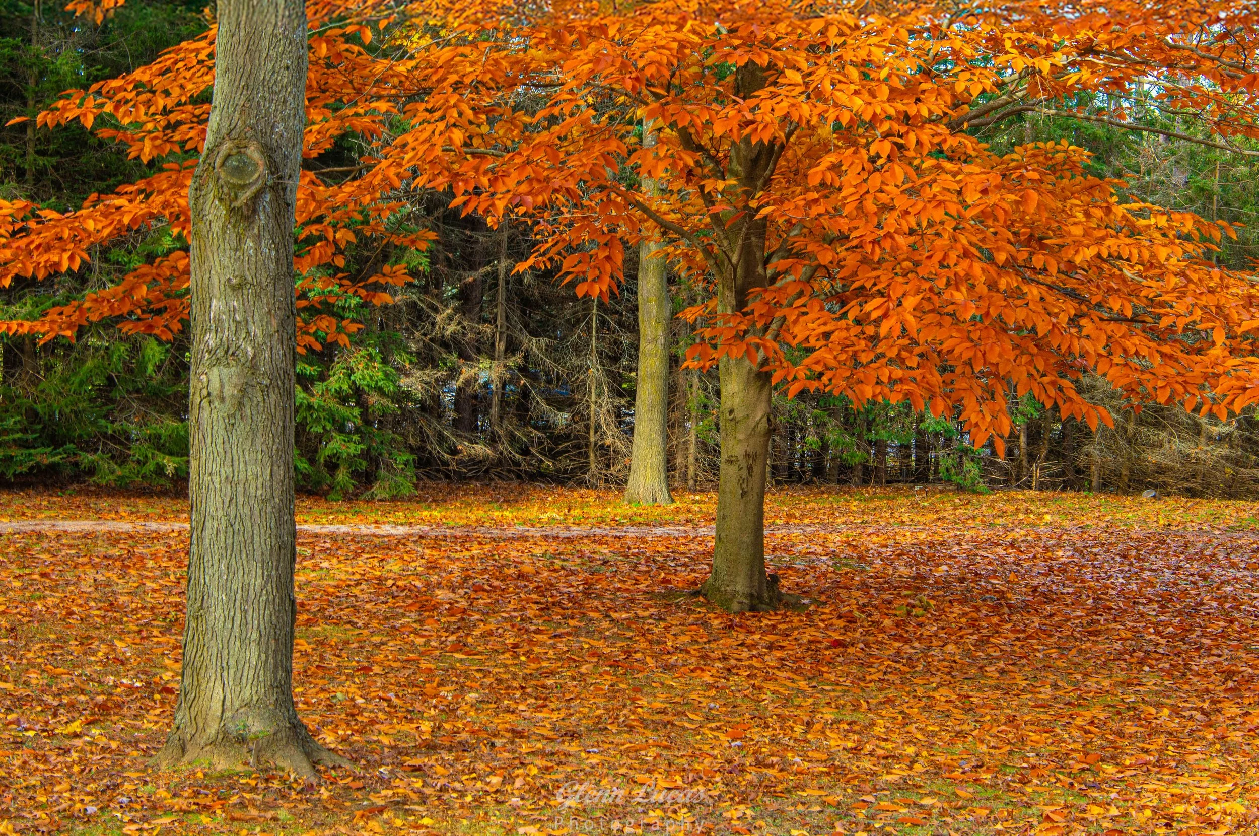 Sunnidale Park - Barrie