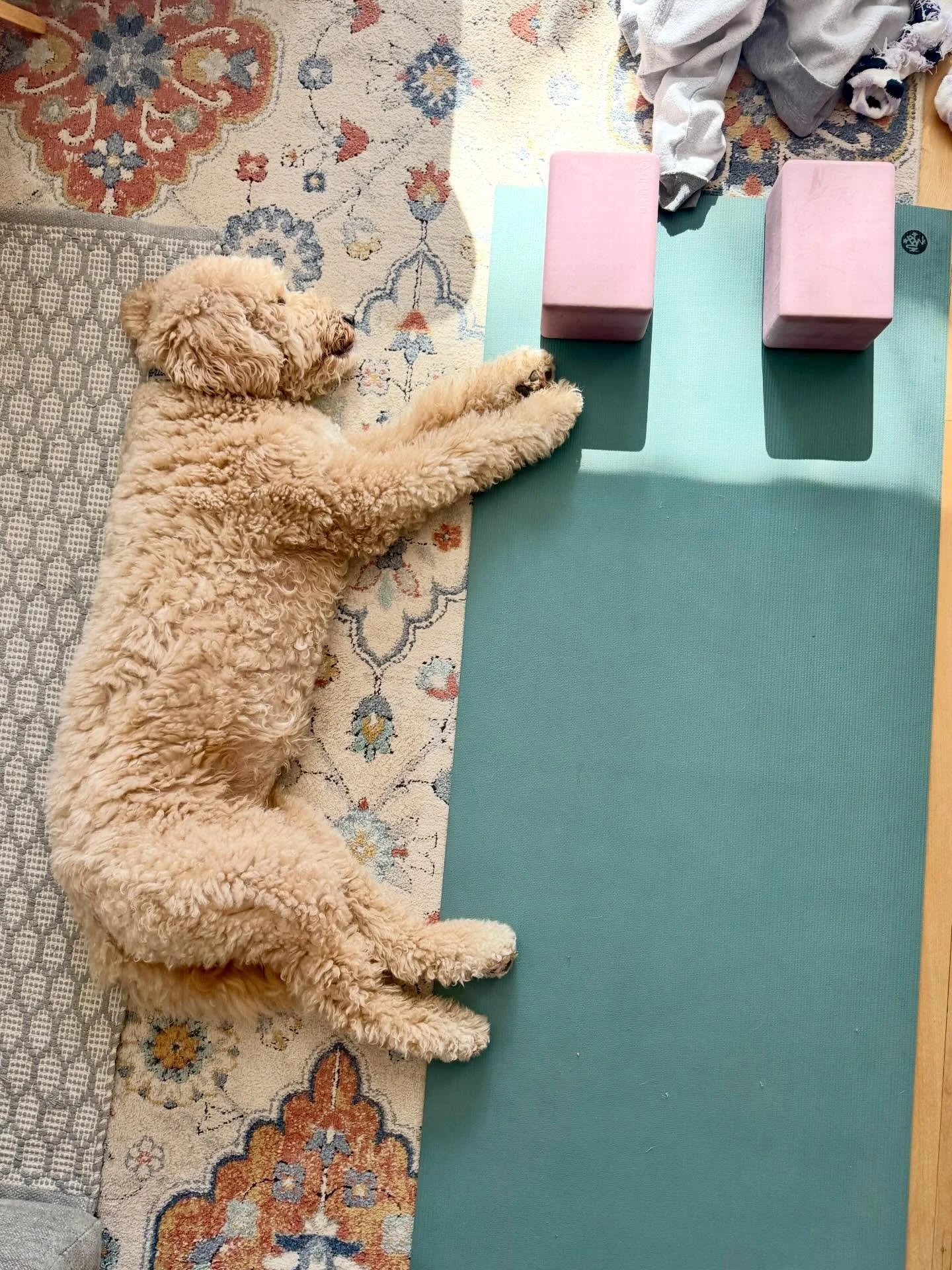 Guys, say hi to Winnie 💛, she&rsquo;s here to remind you that you can take a Salt class anywhere! Sign up for any of our online classes. Regardless if you show up to take class live, the post class recording will hit your inbox. Save it and use as n