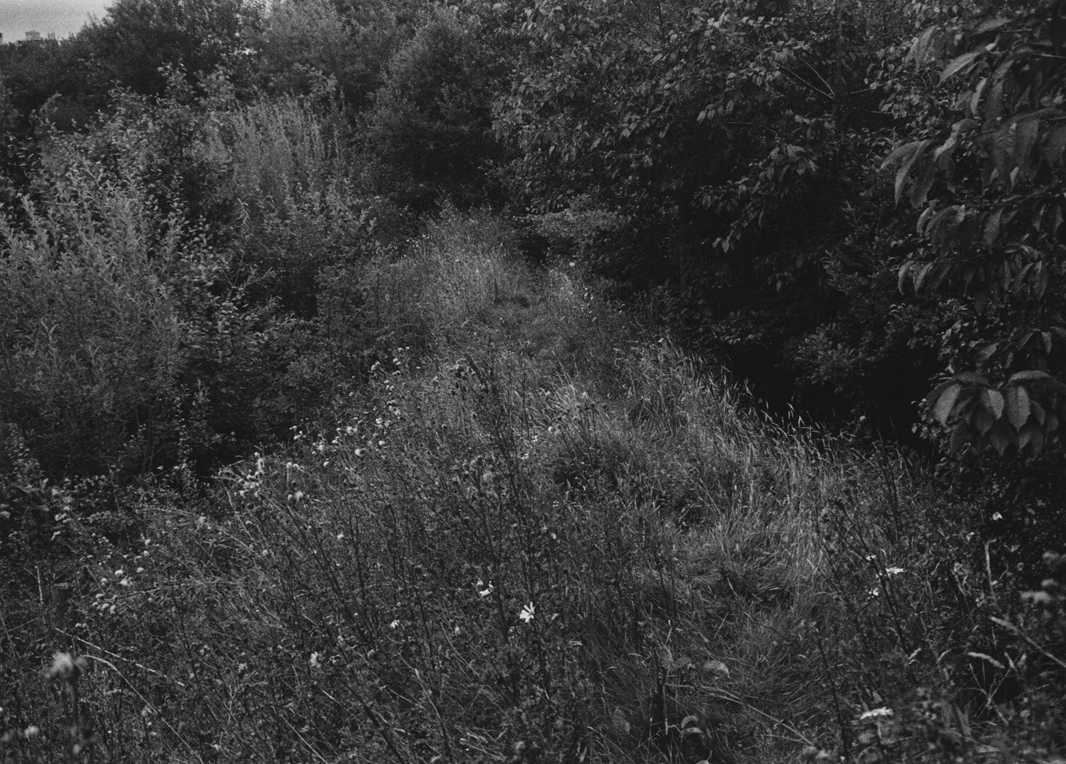 Unofficial Countryside, Wildflowers &amp; Birdsong (Triptych) Silver Gelatin Print 50.5 x 40.3cm