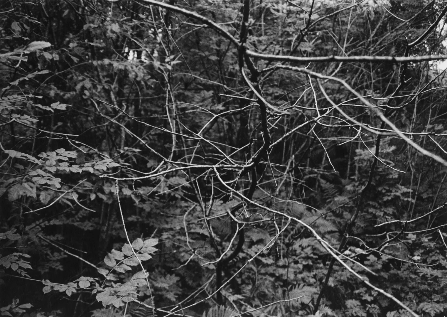 Inhabited Land II  Silver Gelatin Print 50.5 x 40.3cm
