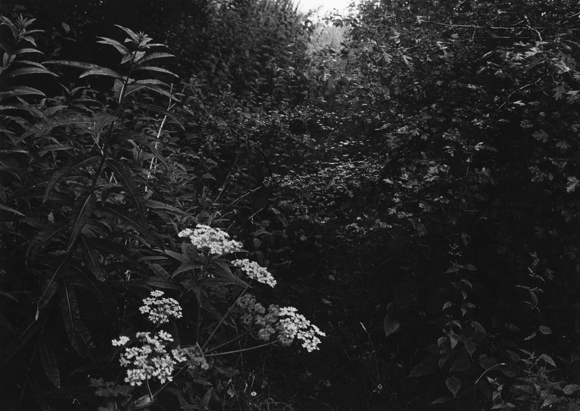 Unofficial Countryside, Wildflowers &amp; Birdsong (Triptych) Silver Gelatin Print 50.5 x 40.3cm