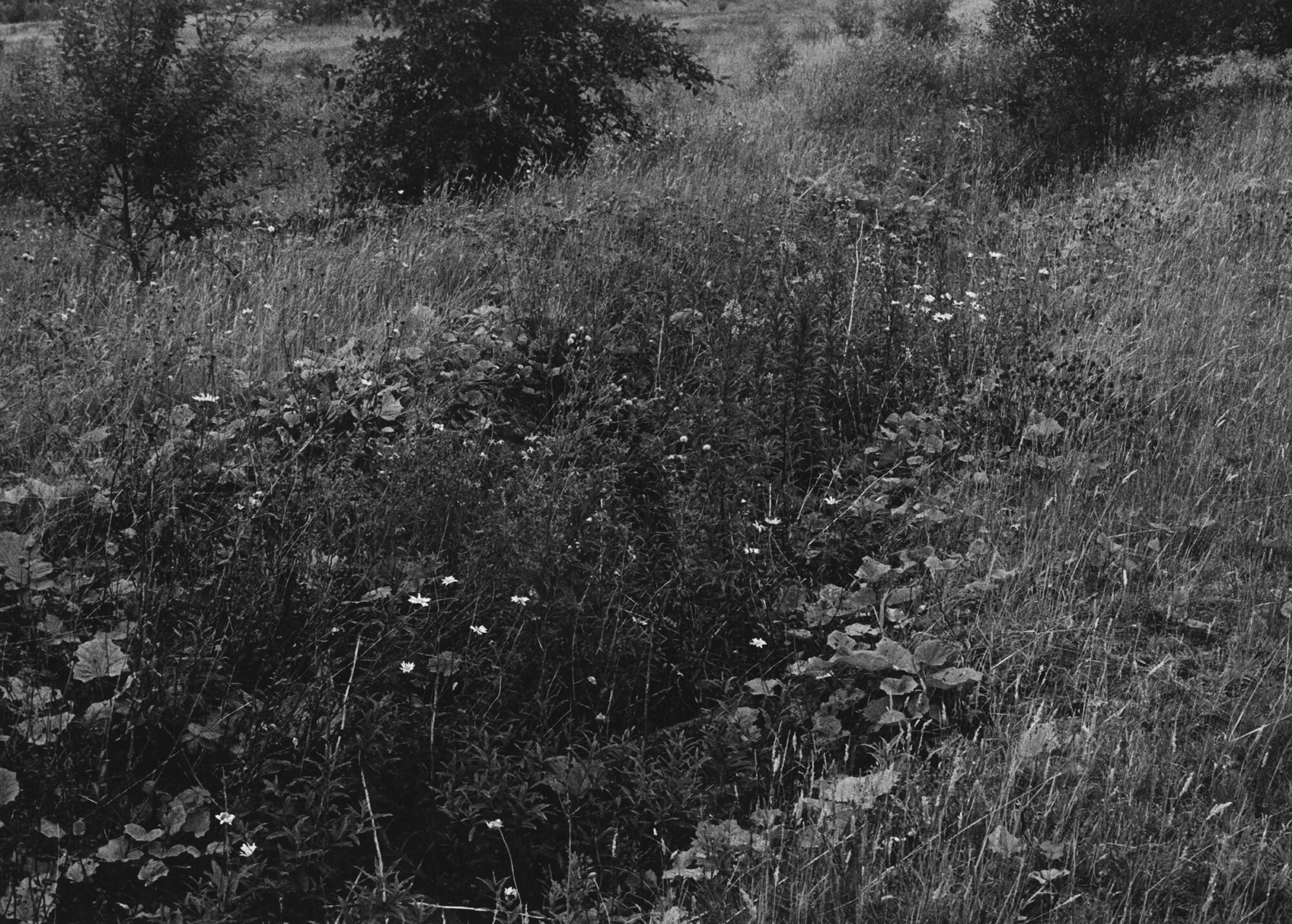 Unofficial Countryside, Wildflowers &amp; Birdsong (Triptych) Silver Gelatin Print 50.5 x 40.3cm