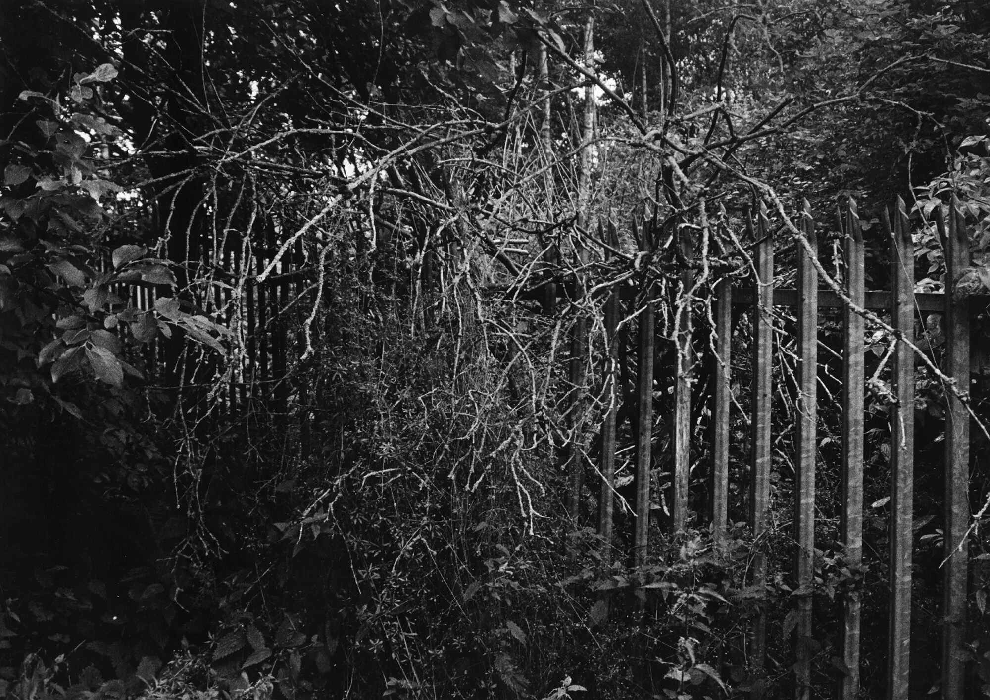 Boundary Line II Silver Gelatin Print 50.5 x 40.3cm