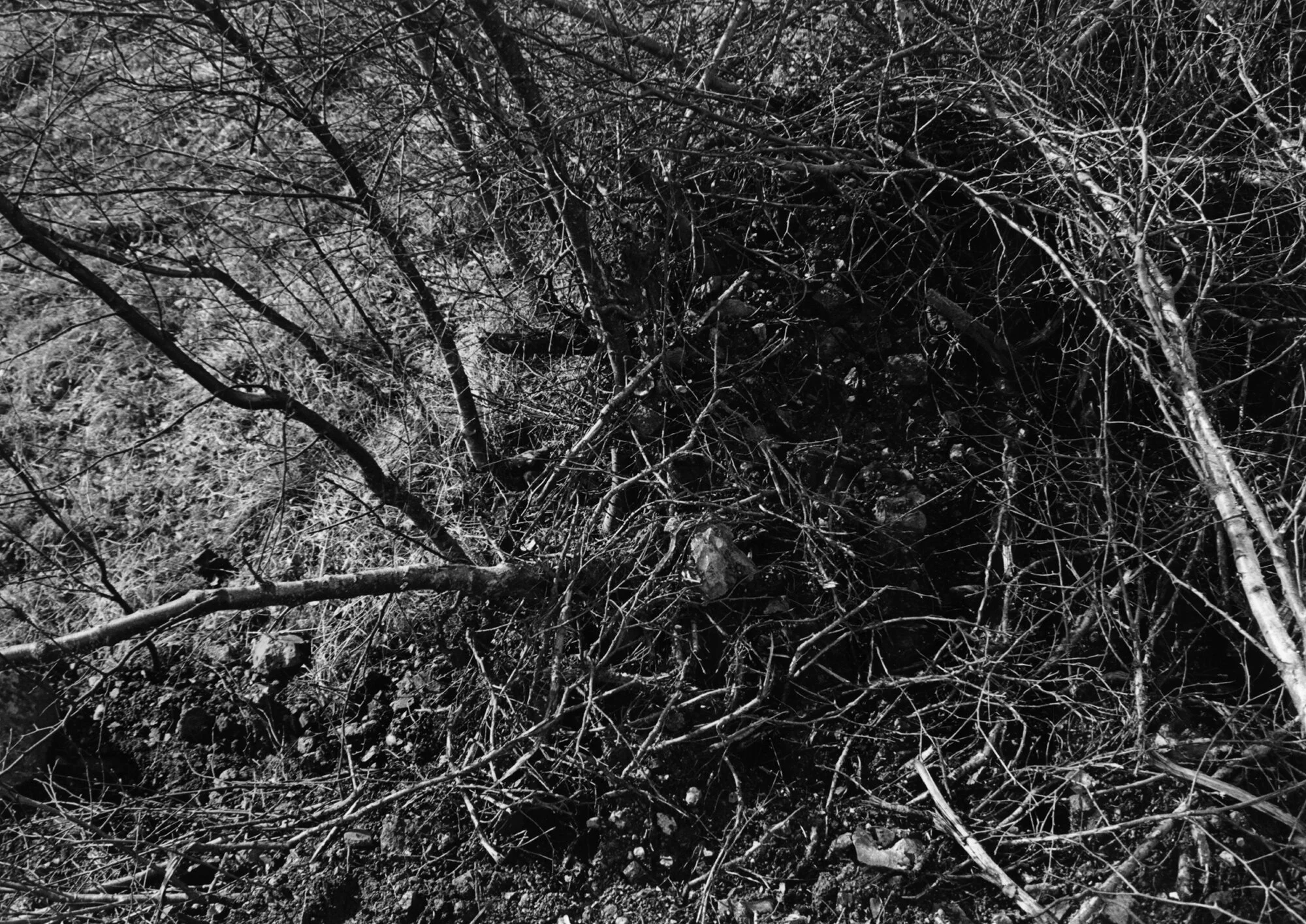 New Craig Silver Gelatin Print 50.5 x 40.3cm