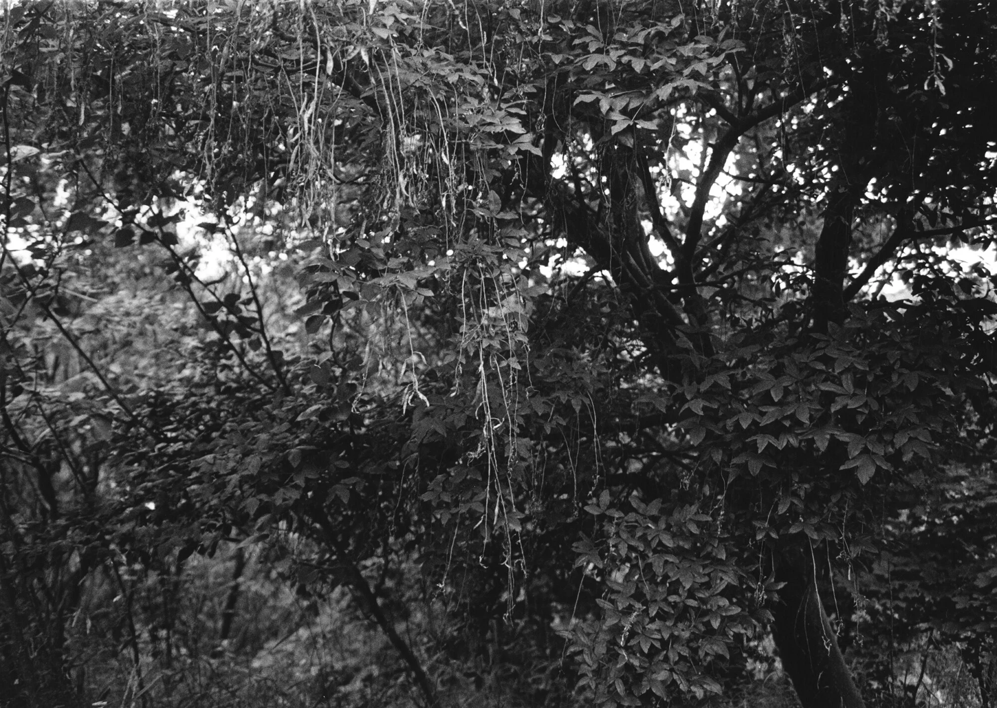 Towards Northern Light Silver Gelatin Print 50.5 x 40.3cm