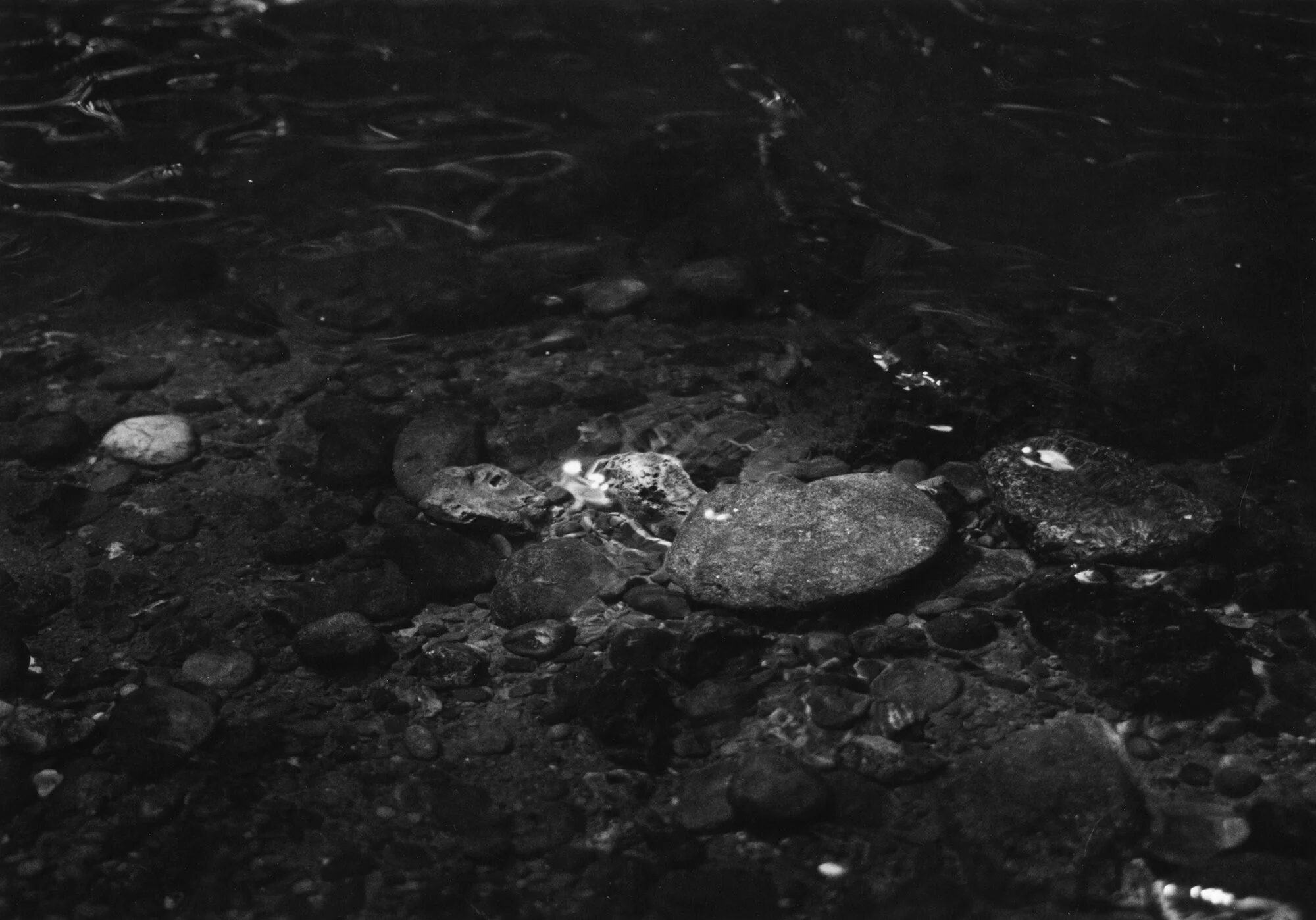 Quietly Wild Silver Gelatin Print 42 x 37cm