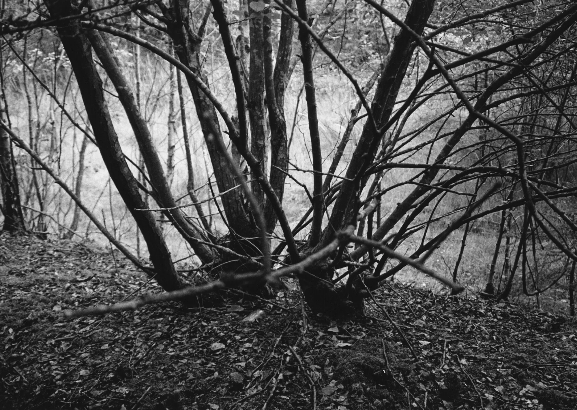 Secondary Impact Silver Gelatin Print 50.5 x 40.3cm