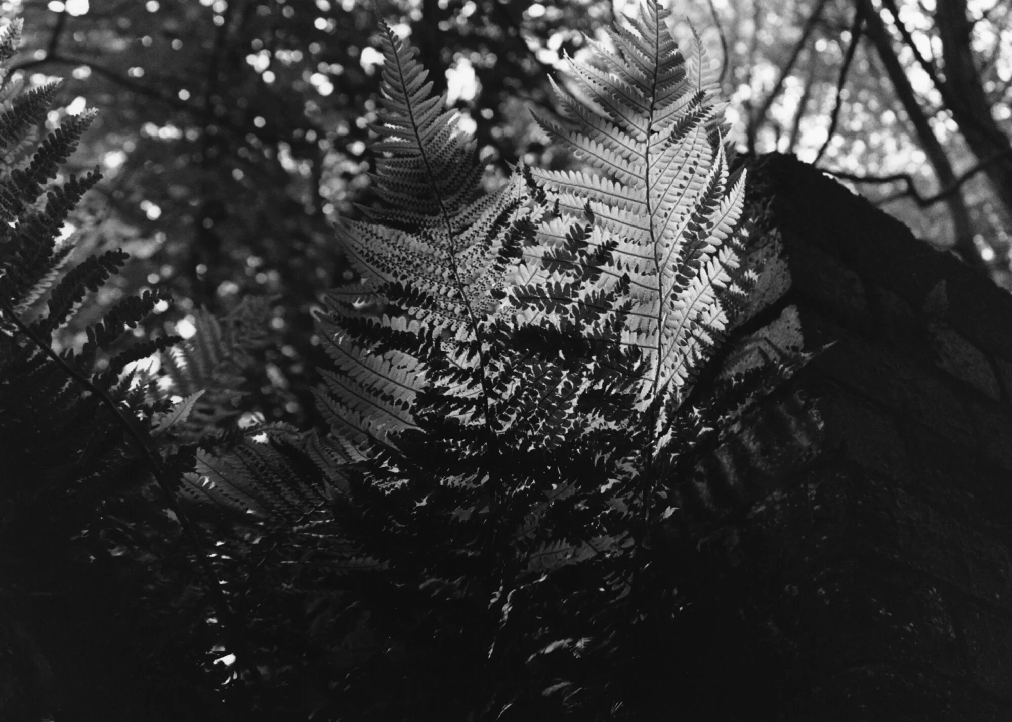 After Silver Gelatin Print 50.5 x 40.3cm