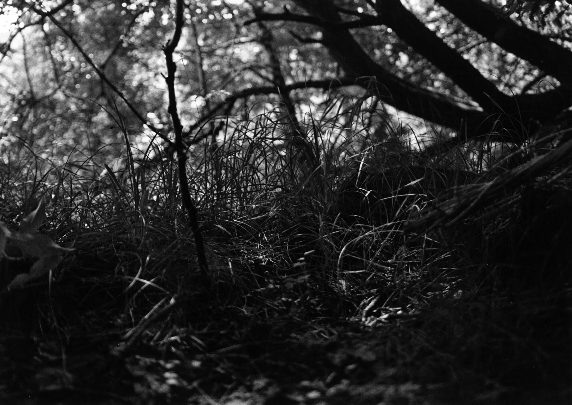 On Forrest Floor Silver Gelatin Print 50.5 x 40.3cm