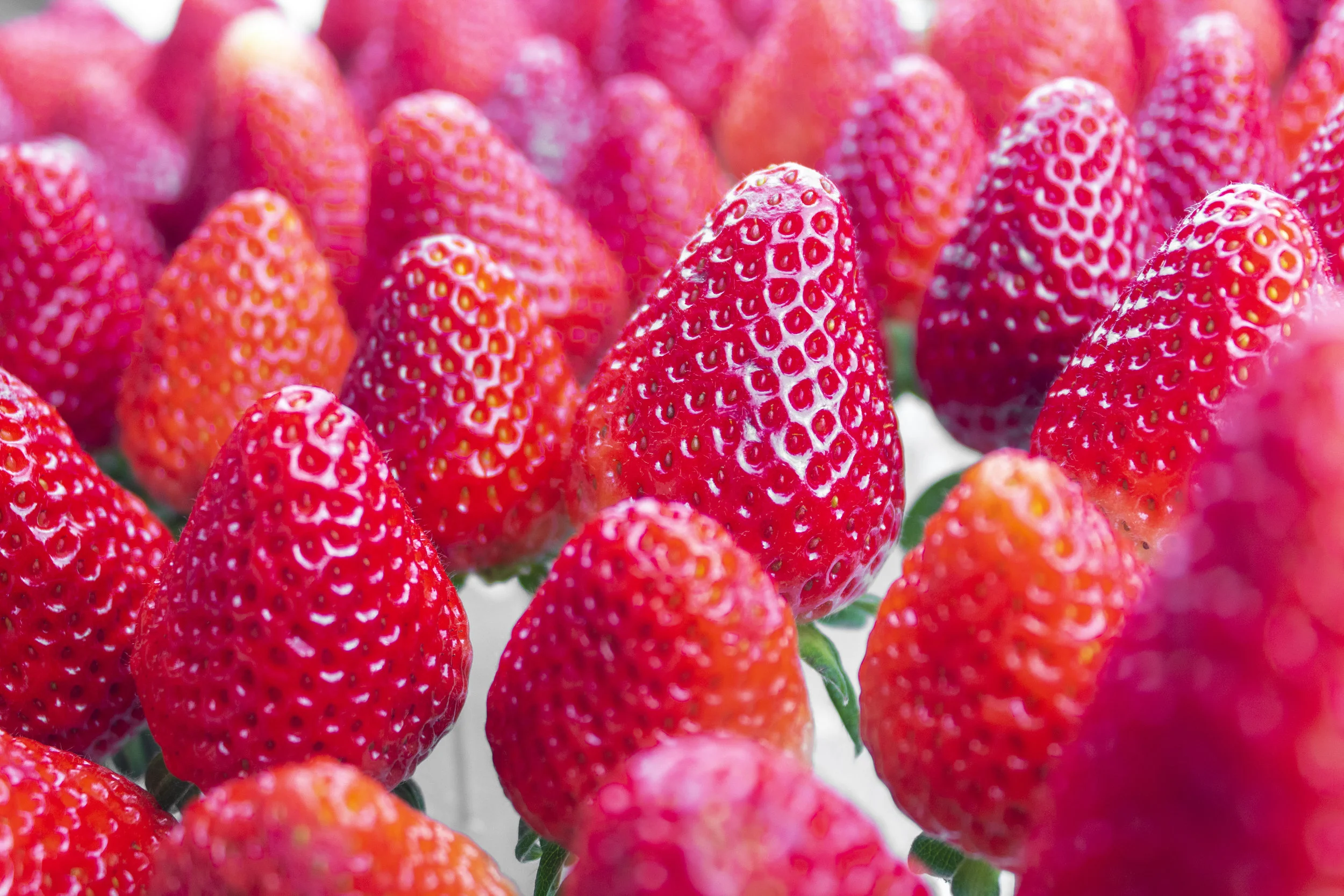 Strawberries1.JPG