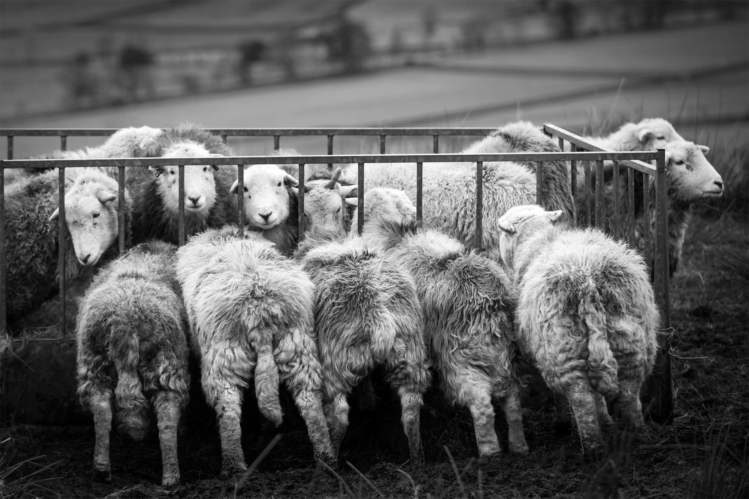 Herdwicks