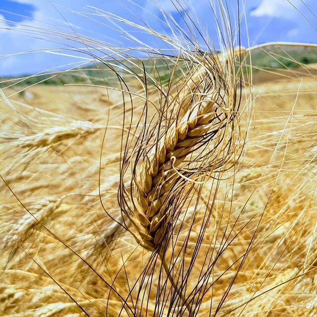 Una spiga matura di grano duro antico Khorasan, detto anche &quot;Saragolla Turchesco&quot; o &quot;Perciasacchi&quot; per via della sua caratteristica di forare i sacchi in cui veniva raccolto.
🌾🌾🌾🌾🌾🌾🌾🌾🌾 This is an ancient durum wheat belon