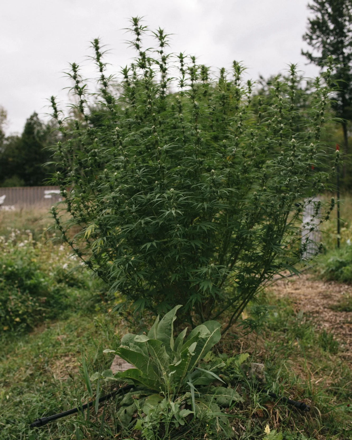 Workshop time! Join us, Rural Vermont, and Tilia Hills on November 1 for a post-harvest strategies and hugelkultur bed workshop! More info + sign up →