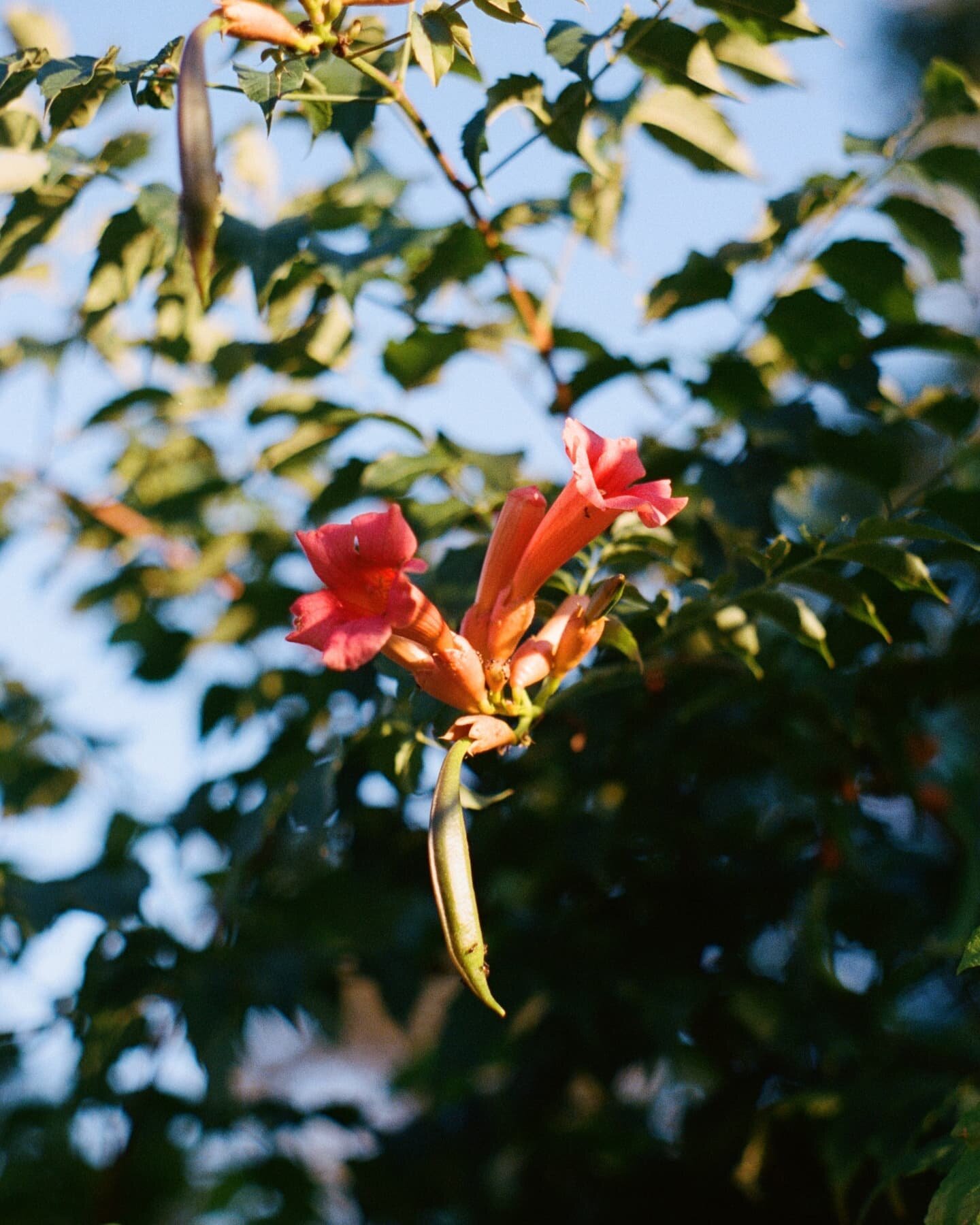 some scenes from september 😚 on #portra400 ⬩ #35mm