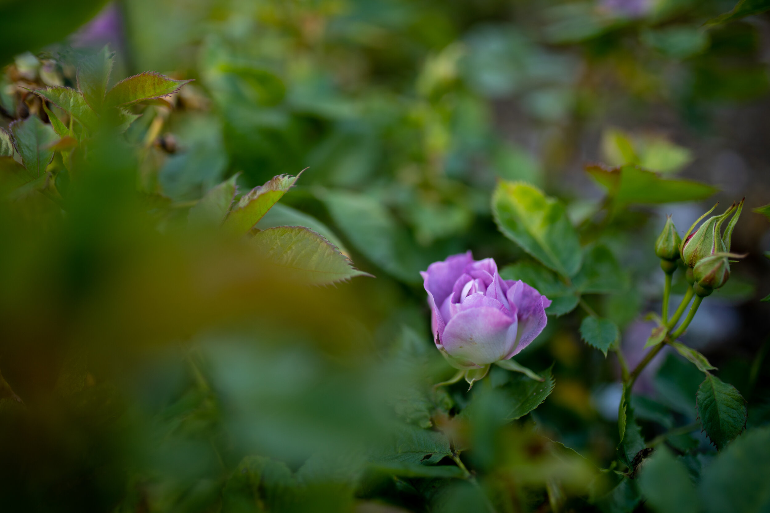 B34A7087.JPG