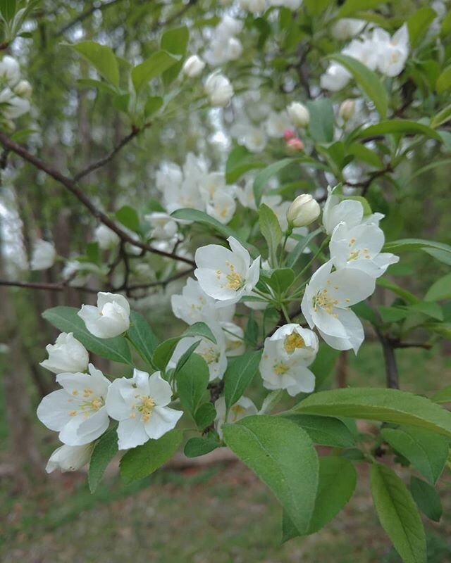 I am a spring lover;
I hold on for hope.
I wait for new signs
That all is as it was,
That the cycle persists
--that I will too.

This is a photo from last year, but it's not cheating to post it out of time. It's a symbol to me of the light returning,