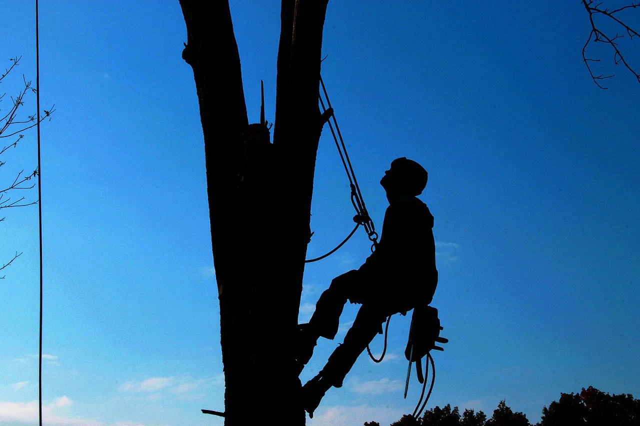 TreeTrimmer.jpg