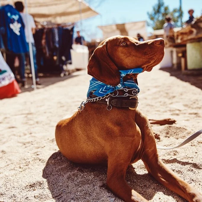 Pups of Harbor Craft Fair