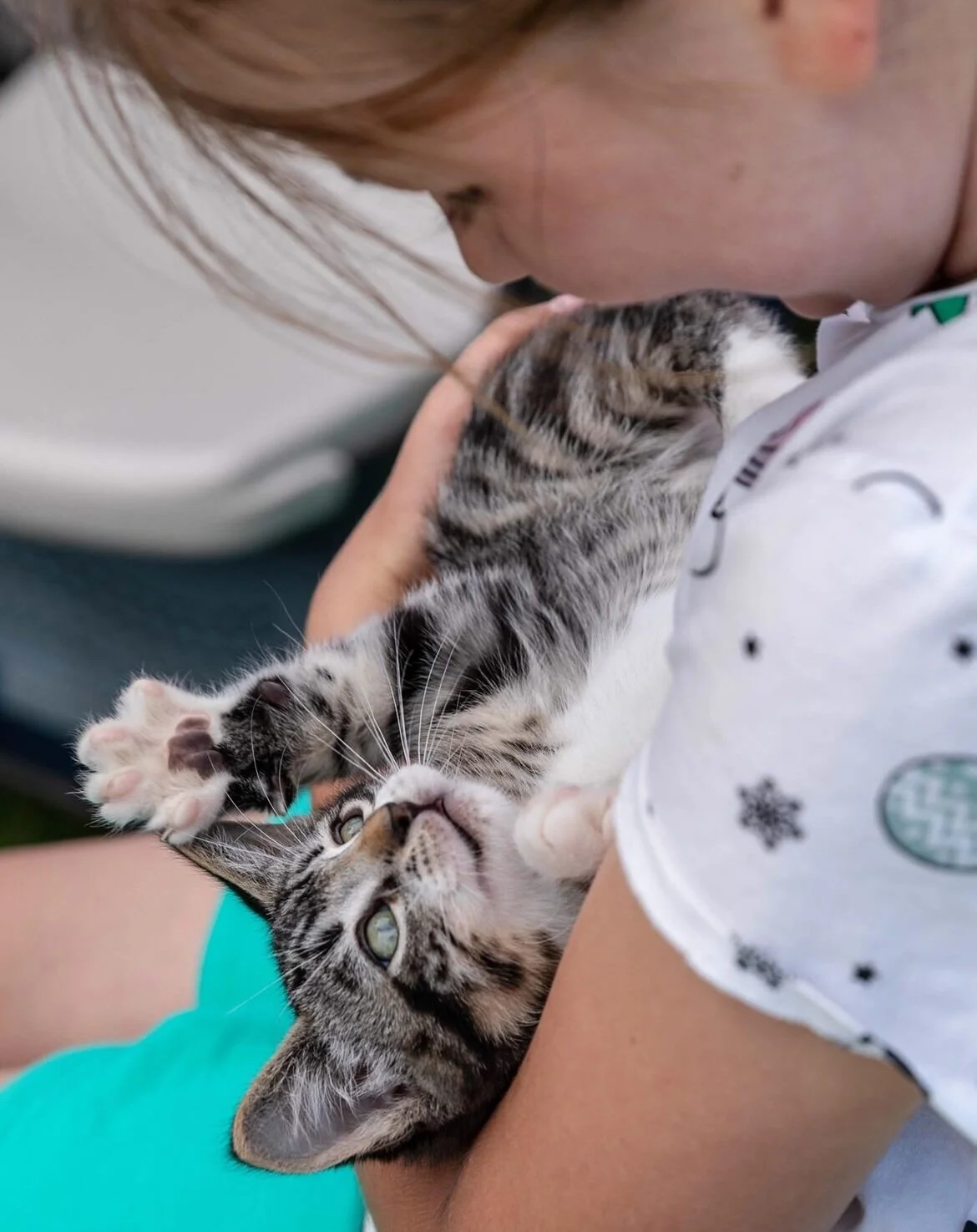 All Animal Rescue & Friends