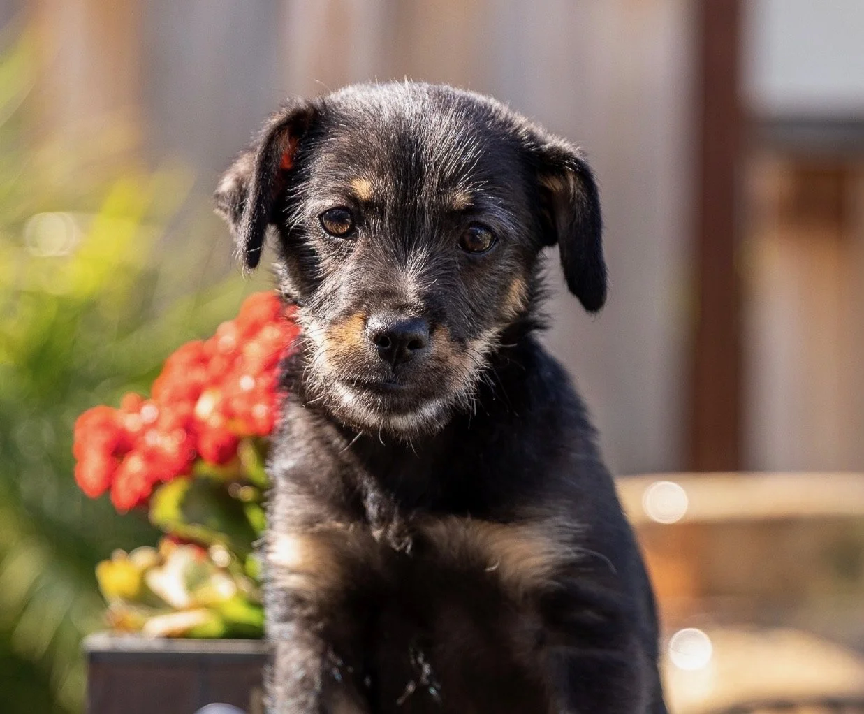 All Animal Rescue & Friends