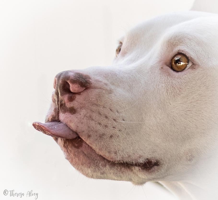 All Animal Rescue & Friends