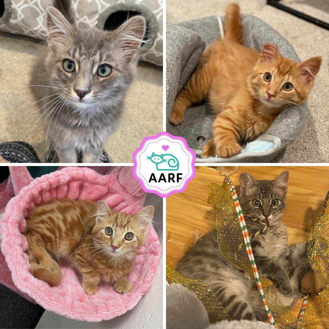 🐾🛟 SURVIVAL STORIES 🛟 🐾

One of our rescue friends reached out to us to ask if we could TNR at a local temple run by family here in South County. One of our dedicated rescuers Karen Fortino, volunteered to tackle this project and quickly was able