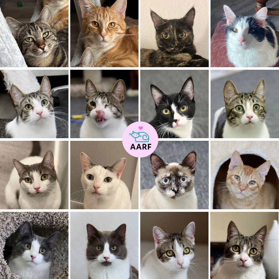 🎶 We are family 🎶 Welcoming a furry friend into your home is a special experience and when that friend comes with a built-in bestie, the joy is doubled! We would love to help you find the purrfect pair of siblings, apply today at aarflove.org 😻😻
