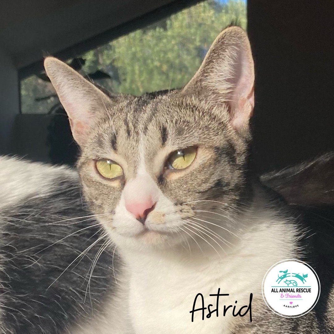 A little shy, but a LOT sweet, ASTRID is longing for her new BFF. She has a ton of love to give to the right person. She is seeking a quiet home with no kids or rambunctiousness where she can be your one true love. She plays with balls and string toy