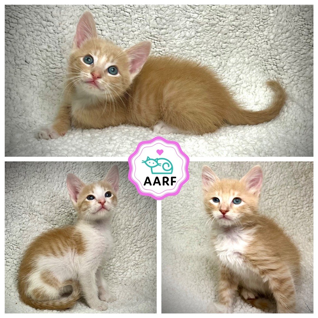 🐾🛟 SURVIVAL STORIES 🛟 🐾

At just about two-weeks old, these three brothers were found in a car engine and brought to the shelter. Kittens that young need to be fed around the clock so they needed rescue immediately. We pulled them into our care w