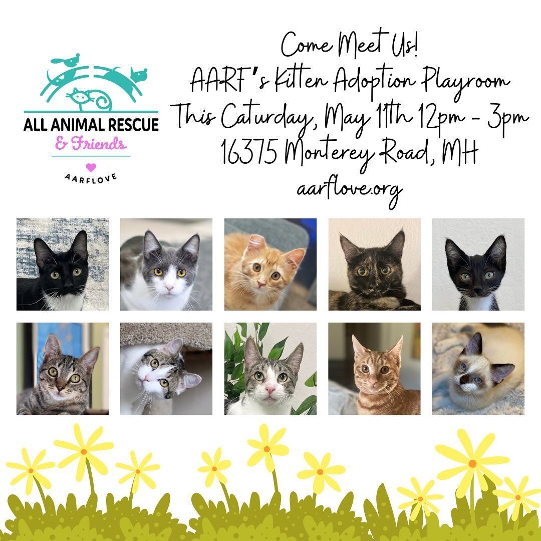 The AARF Adoption Playroom is OPEN on Saturdays to meet and mingle with some of our amazing adoptable kittens 🐈&zwj;⬛ 🐈 We even have several of our littlest kittens ready for adoption now 😻 and making their debut appearance this Saturday, so come 