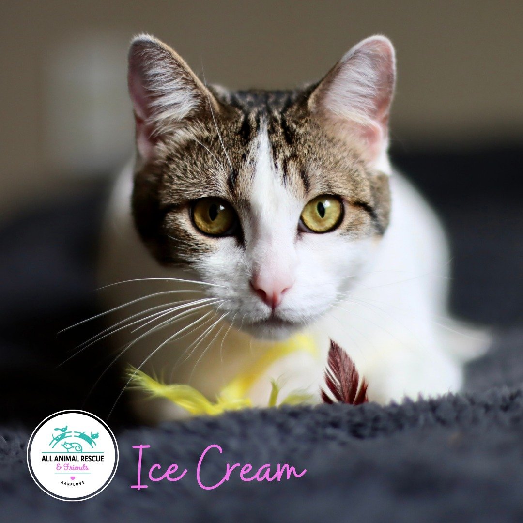 We can&rsquo;t figure out why ICE CREAM&rsquo;s foster family calls her The Supermodel 🤔 With a sleek coat and bright beautiful eyes, she&rsquo;s definitely a looker. Silly, fun, and sweet, Ice Cream will keep you company while you work or read and 