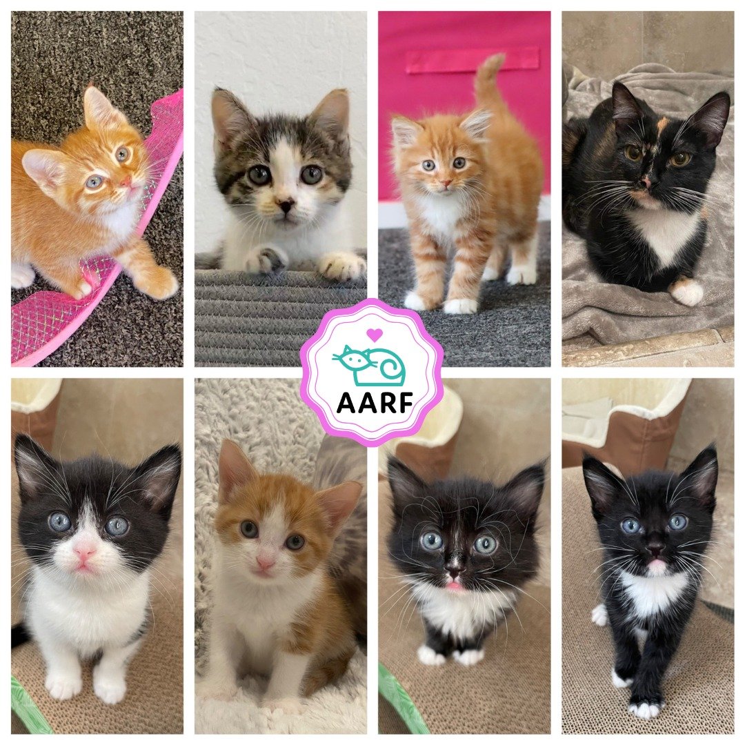 🐾🛟 SURVIVAL STORIES 🛟 🐾

Someone we&rsquo;ve helped before in Central Valley, alerted us about some kittens in need of rescue at a senior center. Unfortunately two of the kittens had already been taken, but there were three more that needed out o