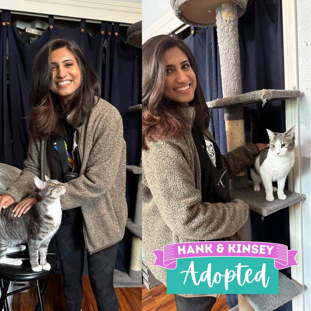 🐾🩵🐾 HAPPY TAILS - HANK &amp; KINSEY 🐾🩷🐾

Hank &amp; Kinsey are the siblings to recently adopted Rori. A litter of six that were rescued last summer along with their mom, they came to us when they were just two days old and were with us for 8 mo
