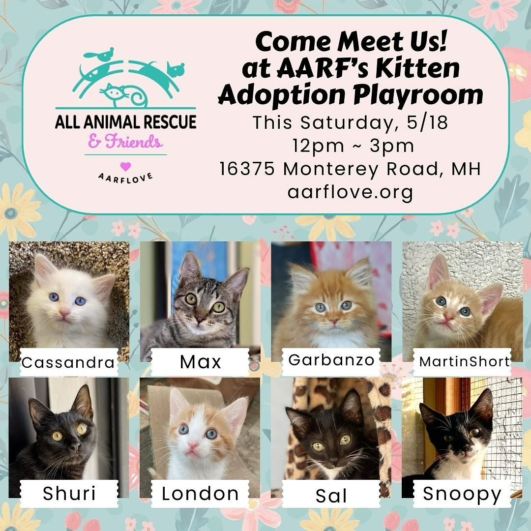 The AARF Adoption Playroom is OPEN on Saturdays to meet and mingle with some of our amazing adoptable kittens 🐈&zwj;⬛ 🐈 We even have several of our little kittens ready for adoption now 😻 and making their debut appearance this Saturday, so come me