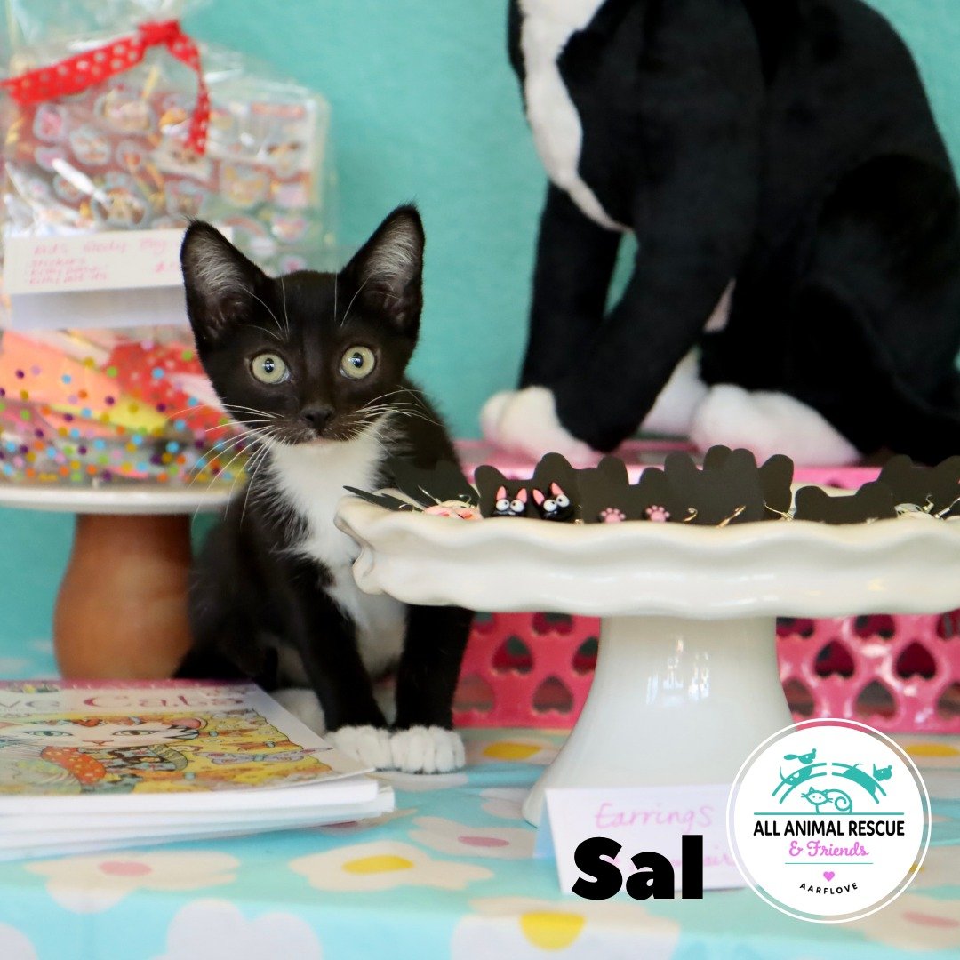 Did you know that we have a cat and dog themed gift 🎁 shop with items for the pet-lover in all of us! Here is SAL with some of our affordable and fun items for adults, kids and even for kitties!  All proceeds go directly to support our foster progra
