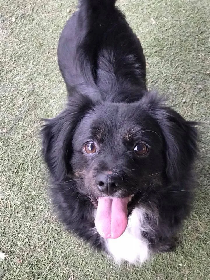 Nonprofit profile – All Animal Rescue &amp; Friends saves local pets