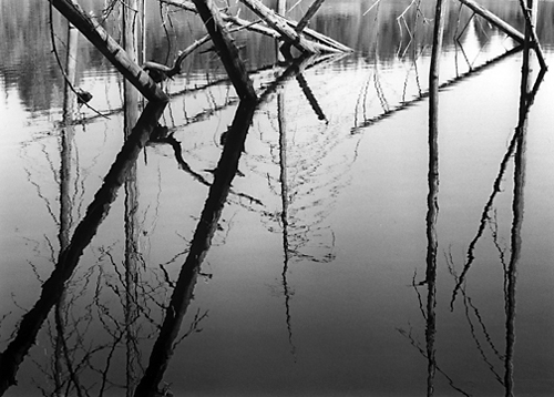 "Canadian Wood Reflections"