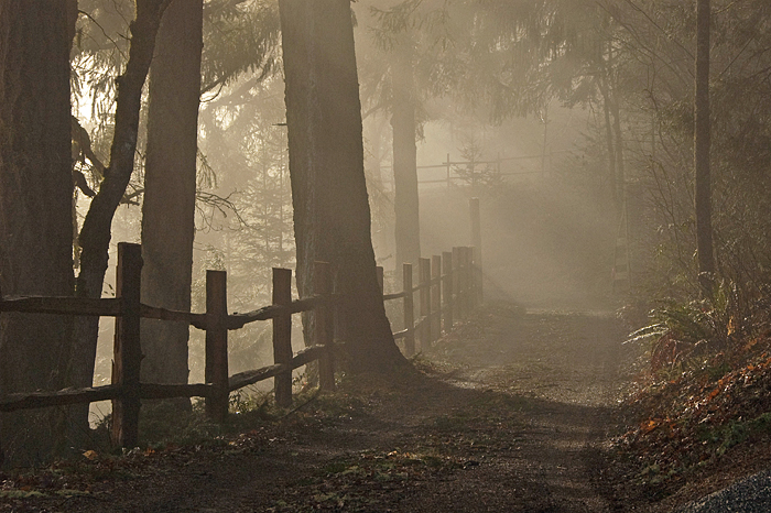 "Brightened Misty Morning"