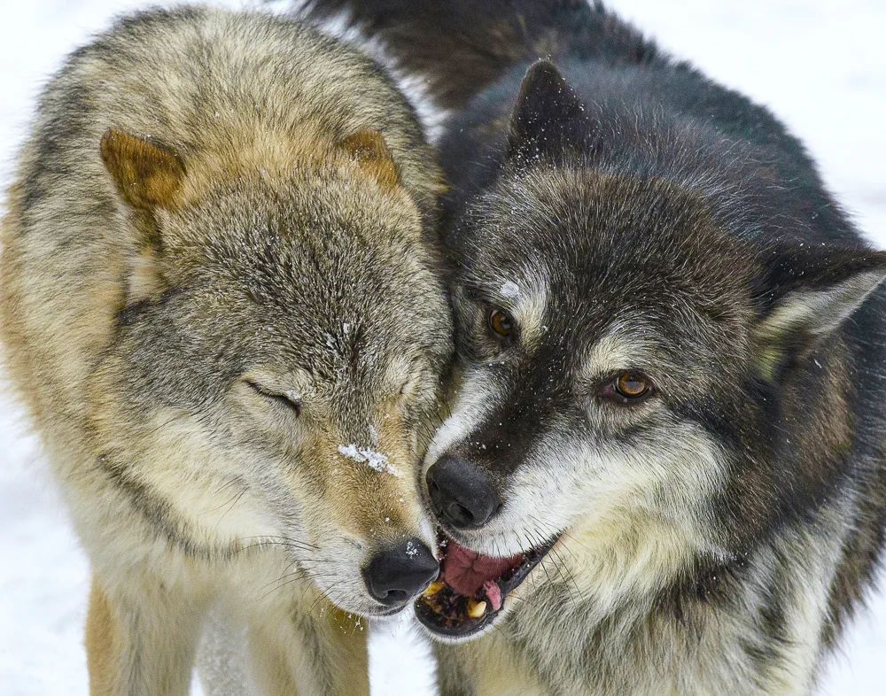 Wolf Love