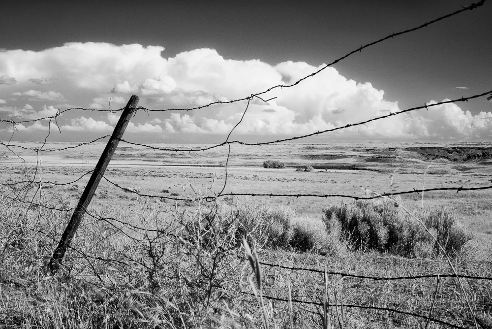 Wasteland
