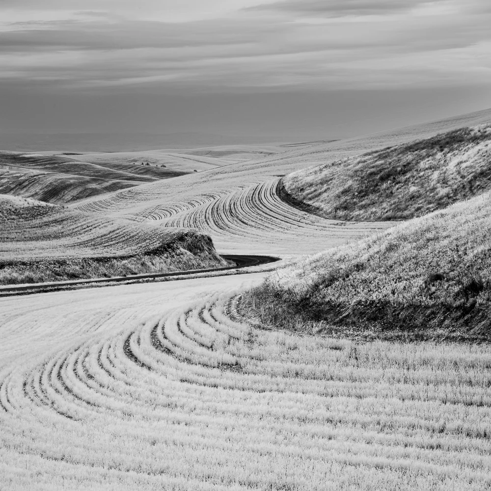 Palouse Landscape