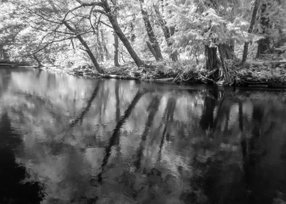 Ohanapecosh River