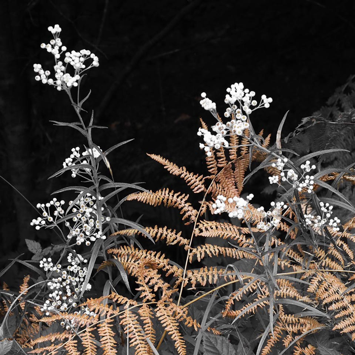 Nature's Center Piece