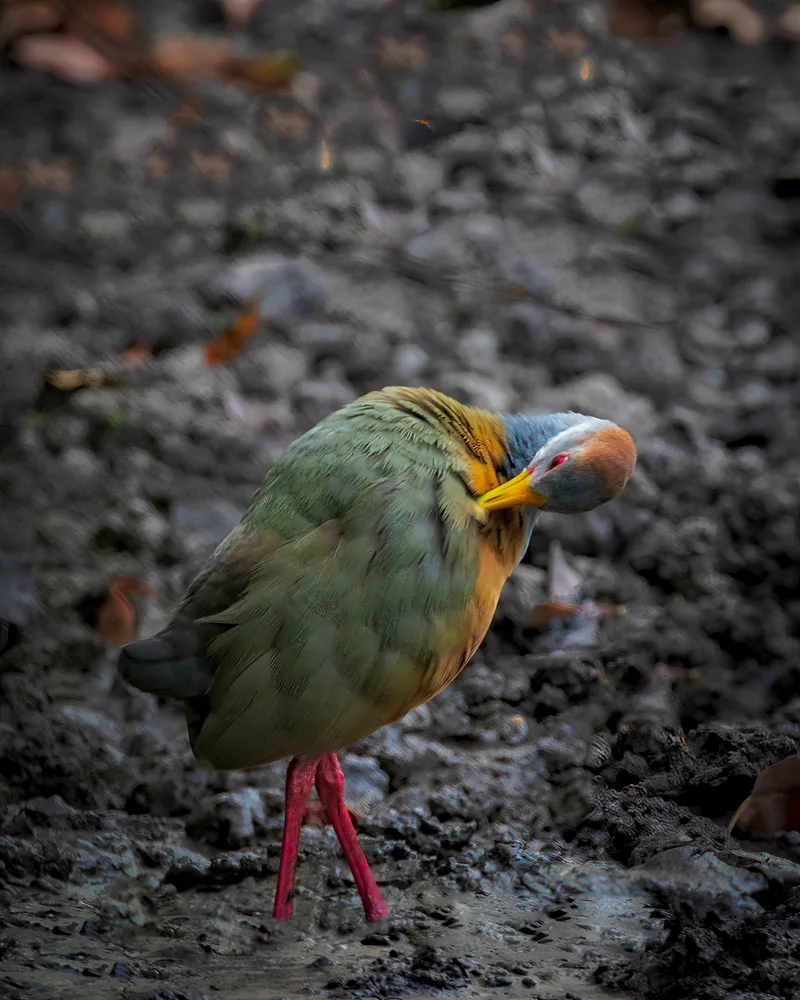 AndyNowlen_Russet Naped Rail_4285.jpg