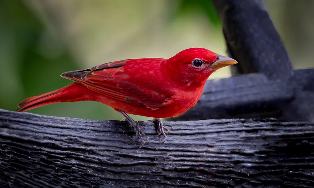 AndyNowlen_Summer Tanager_5437.jpg